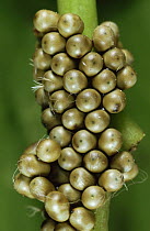 Emperor Moth (Saturnia pavonia) eggs on plant stem. Captive, Germany