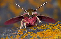 Spurge Hawk Moth (Hyles euphorbiae) Germany
