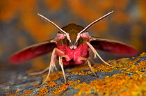 Spurge Hawk moth, Germany