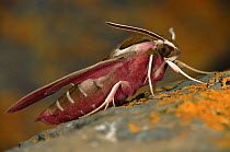 Spurge Hawk Moth, Germany