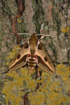 Spurge Hawk Moth resting on tree bark.