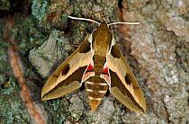 Spurge Hawk moth resting on tree bark, Germany