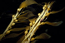 Giant kelp close-up, Pacific off California. Fastest growing plant.