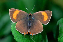 Brown Hairstreak Butterfly (Thecla betulae) Germany