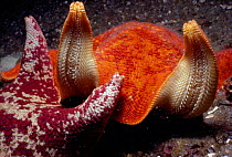 Two starfish/ batstars with upturned rays Pacific, California, USA. Unexplained behaviour that frequently occurs when two of these animals meet.