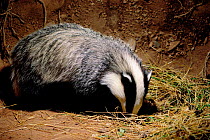 Badger cub in underground sett (Meles meles) England, UK
