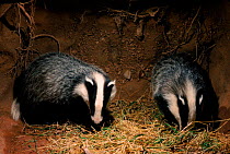 Badger cubs in underground sett. England