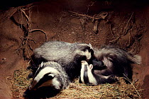 Badger cubs playing in underground sett, England, Europe