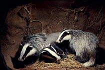 Badger cubs in underground sett, England, UK