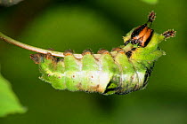 Poplar Admiral caterpillar (Limenitis populi) feeding on twig, Germany
