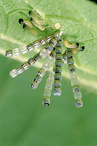 Map Butterfly (Araschnia levana) eggs on leaf with larvae beginning to hatch. Life cycle sequence