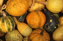 Gourds {Cucurbitaceae sp.} after harvesting, USA