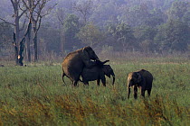 Indian elephants mating. India (Elephas maximus) Corbett NP