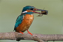 Male common kingfisher (Alcedo atthis) with frog prey,  Turia River, Valencia, Spain