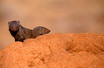 Dwarf Mongoose (Helogale parvula) on mound. Samburu NP, Kenya