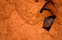 Dwarf Mongoose (Helogale parvula) in burrow on termite mound, Samburu NP, Kenya