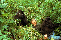David Attenborough with mountain gorillas, on location during filming for  BBC  'Life on Earth' series in Rwanda 1978