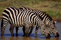 Common zebra (Equus quagga). Serengetti NP, Tanzania, East Africa