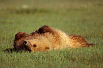 Brown Bear relaxing in sedge meadow. (Ursus arctos) Katmai NP Alaska