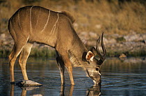 Male Greater kudu (Tragelaphus strepsiceros)drinking at waterhole, Etosha, Namibia