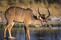 Male kudu drinking at waterhole (Tragelaphus strepsiceros) Etosha, Namibia