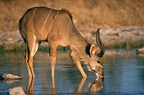 Male Greater kudu (Tragelaphus strepsiceros)drinking at waterhole. Etosha NP, Namibia