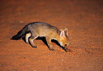 Young cape fox (Vulpes chama) sniffs at giant south african millipede.  Kalahari Gemsbok NP, South Africa