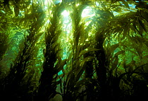 Sunlight through giant kelp forest. California USA