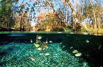 Split level view of river Basslets (Grammidae) in freshwater spring, Florida, USA