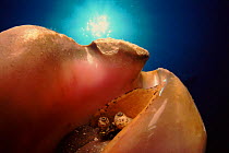 Queen Conch peeping our of shell, Caribbean Sea