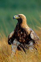 Golden Eagle, 4th year male portrait (Aquila chrysaetos) Scotland