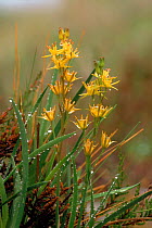 Bog asphodel (Narthecium ossifragum) Argyll, Scotland, UK, Europe