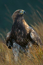 Golden Eagle 4th year male portrait captive (Aquila chrysaetos) Scotland 2002
