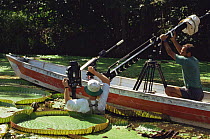 Cameraman Tim Shepherd on location in Brazil, filming giant water lilies for BBC television series "Private Life of Plants", December 1993. Model released.