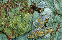 Serpentine rock showing detail of scaling, Kyle of Lochalsh, Scotland