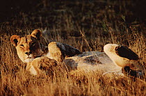 Sub-adult lioness lying on back. Moremi Wildlife Reserve, Botswana, Okavango Delta