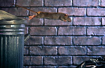 Brown rat (Rattus norvegicus) leaping from dustbin. Captive, UK