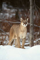 Puma in snow. Montana, USA. Captive animal