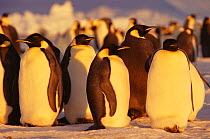 Emperor penguins (Aptenodytes forsteri) Atka Bay  Weddell Sea, Antarctica