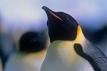 Emperor penguin (Aptenodytes forsteri) Atka Bay, Weddell Sea, Antarctica