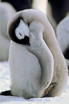 Emperor penguin chick sleeping, Atka Bay, Antarctica