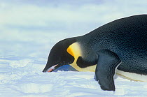 Emperor penguin (Aptenodytes forsteri) feeding on snow, Atka Bay, Weddell Sea, Antarctic