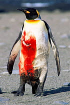 King Penguin {Aptenodytes patagoni} wounded and covered in blood from Leopard seal attack.  Southern Georgia.
