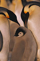 Emperor penguins (Aptenodytes forsteri) adults and chick, Atka Bay, Weddell Sea, Antarctica