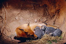 Red Fox vixen suckling cubs in den (Vulpes vulpes) England, UK.