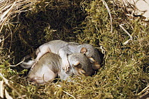 Grey Squirrel babies (Sciurus carolinensis) asleep in drey / nest, Devon, UK