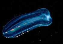 Comb jelly (Beroe ovata), beating cilia make colour (plankton). France, Mediterranean
