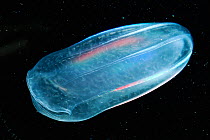 Comb jelly (Beroe ovata) NB Mouth on left. Plankton