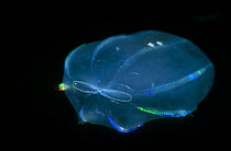 Comb jelly with syphons visible (Beroe ovata) plankton species, France