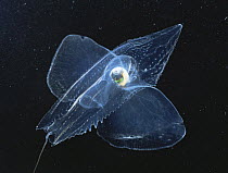 Sea butterfly (Cymbulia sp) zooplankton, France
